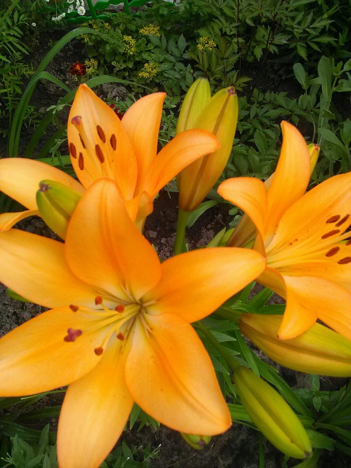 orange lylia