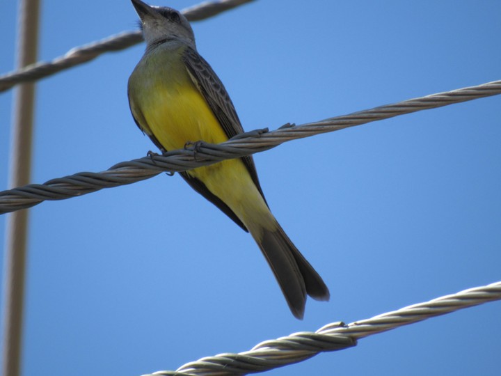 Yellow Bird