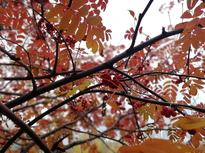 autumn
