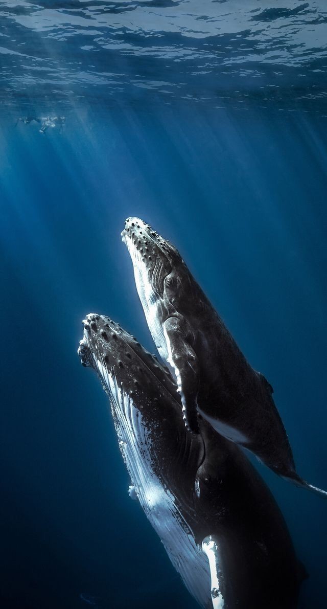 Whales