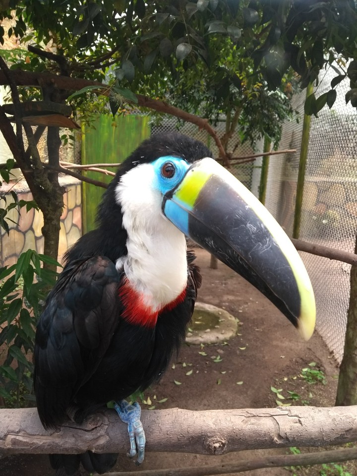 Tucán