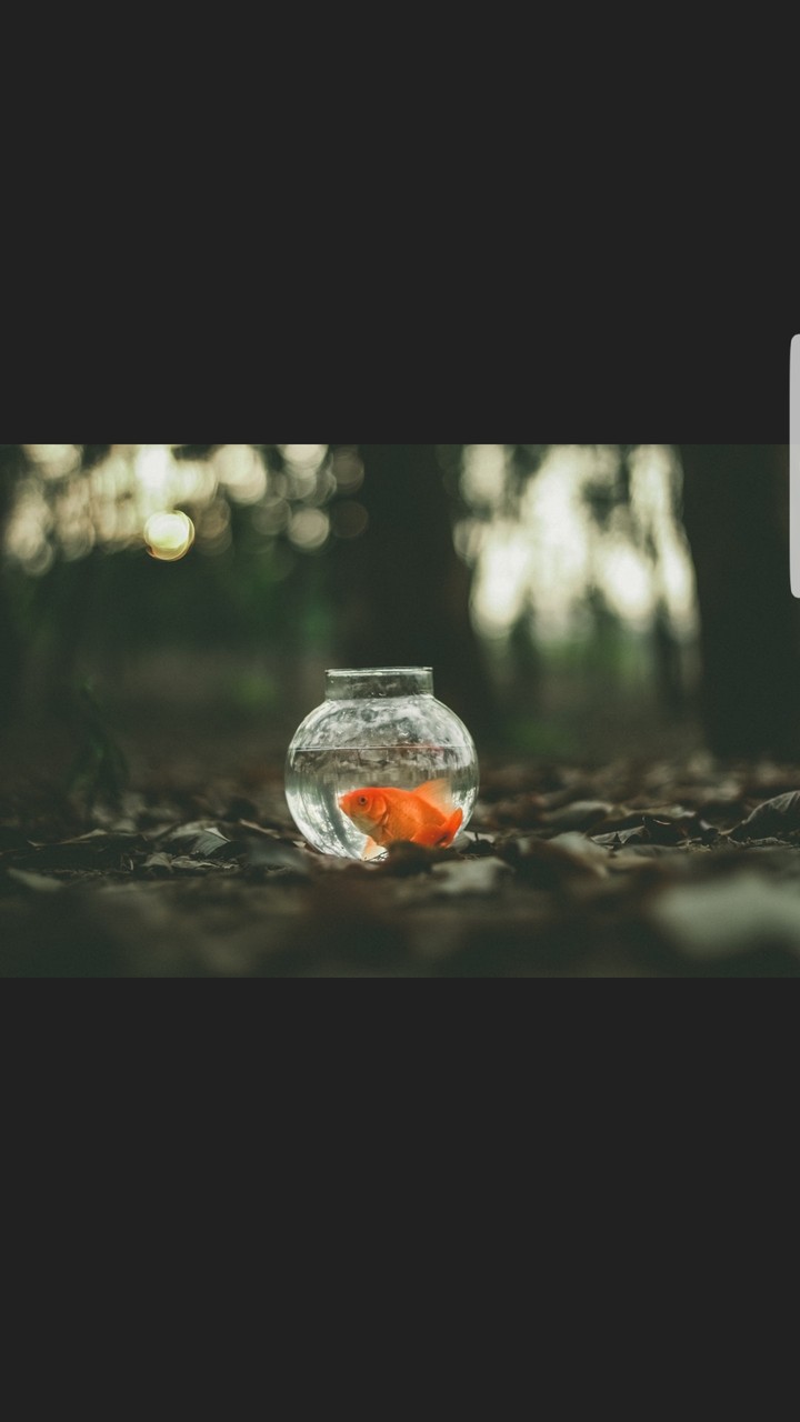 fish