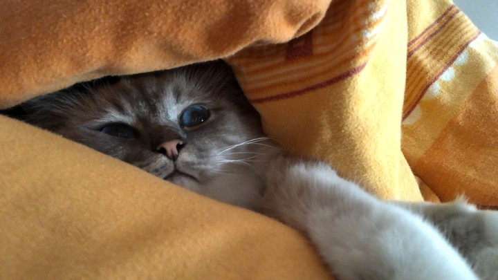 cat heilige birma