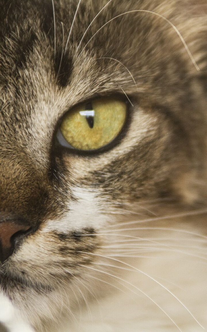 cat face
