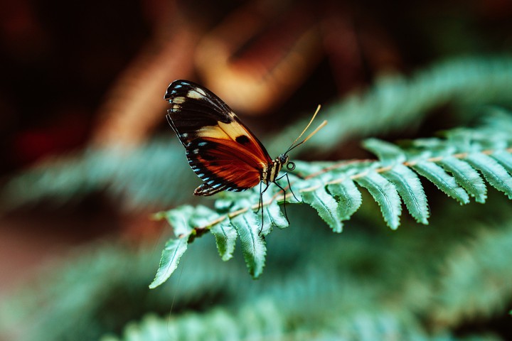 The beauty of the butterfly fascinated me and did you enchan