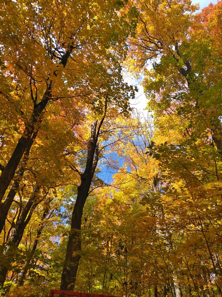 Autumn and forest and Canada