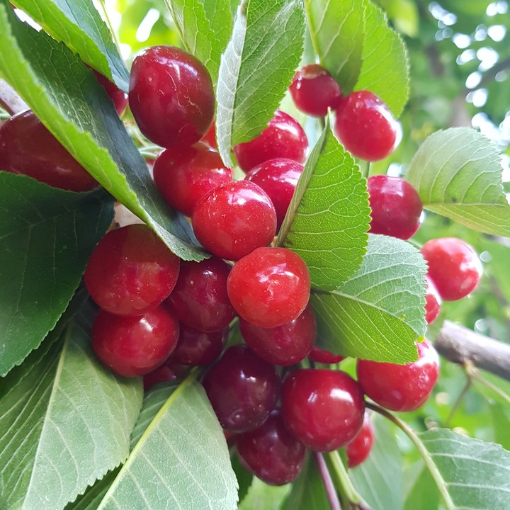 Cherry