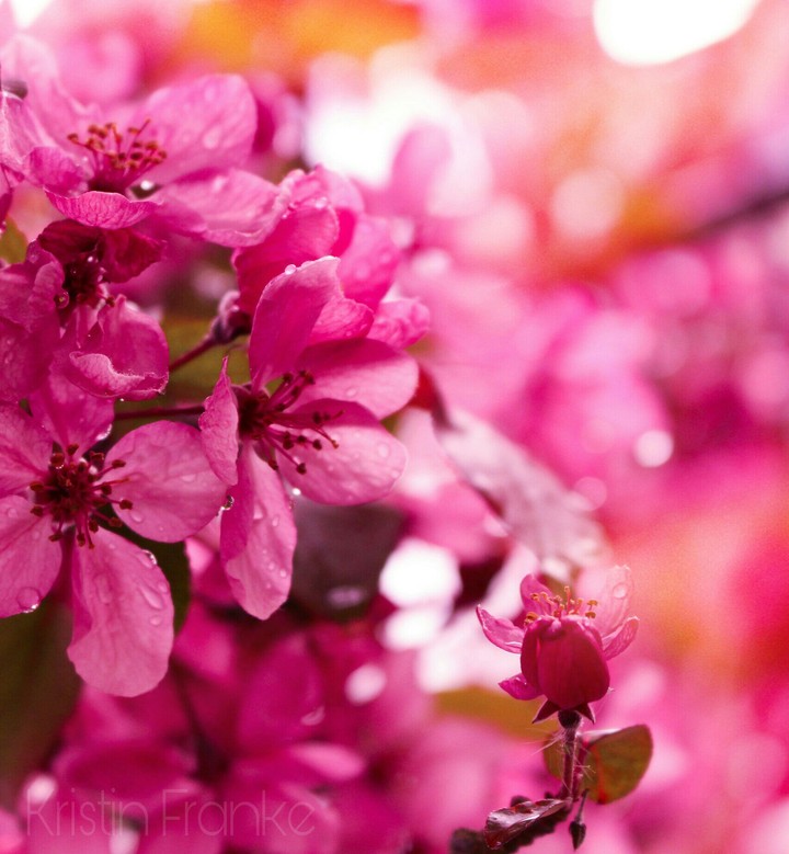 Flowerzzz