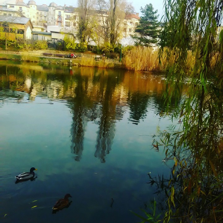#ducks #colorfulwater