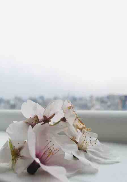city blossom