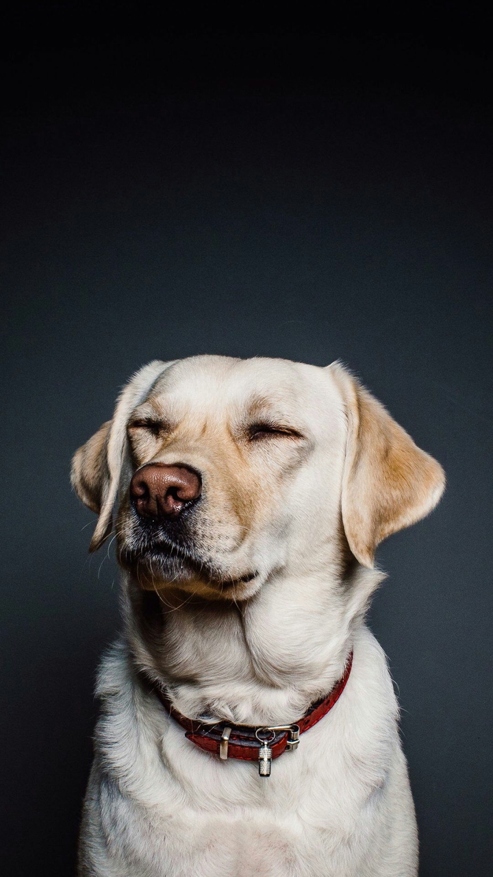 Doggy Love