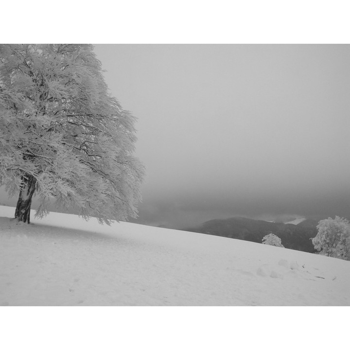 walking in the winterwonderland