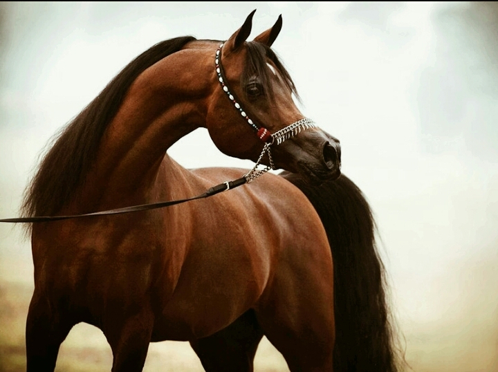Arabian Horse