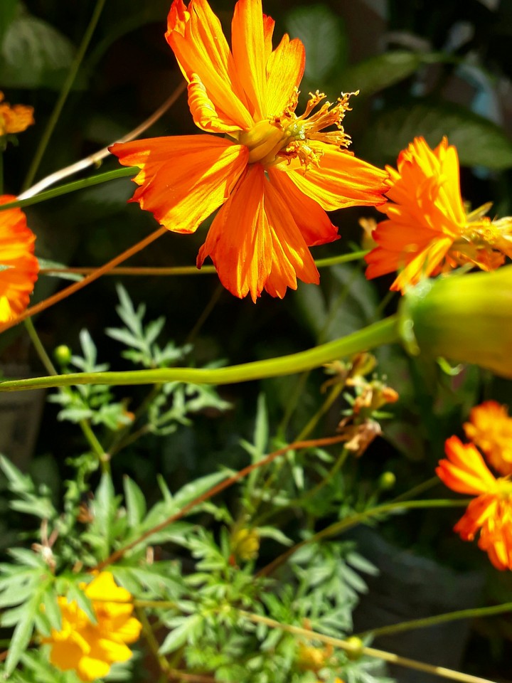 Flower