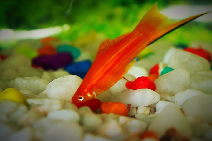 fishh