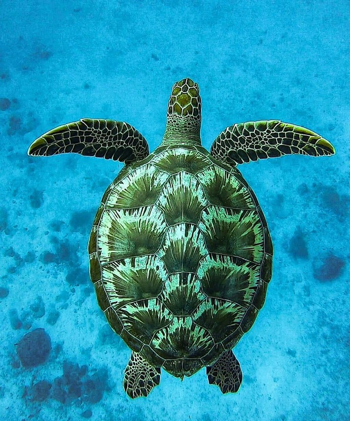 Sweet Color Sea Turtle