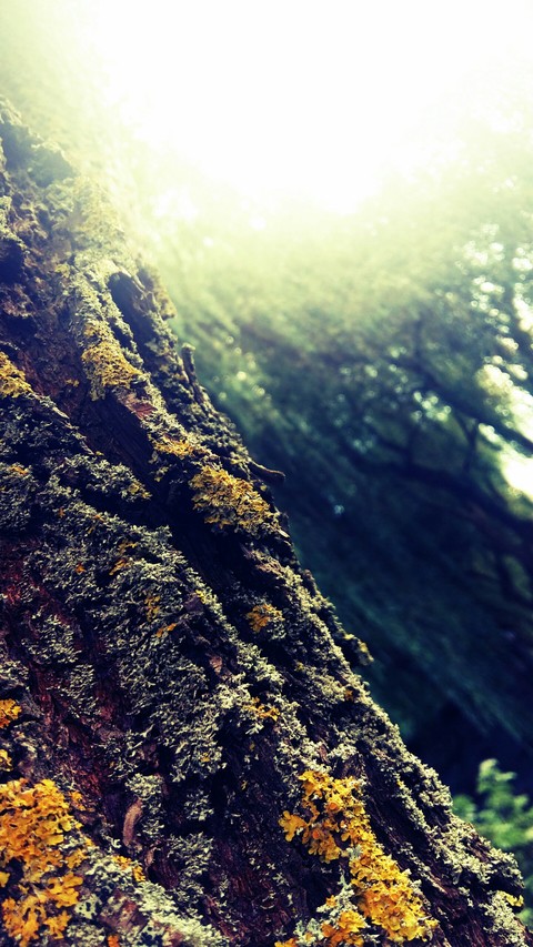 Lichen