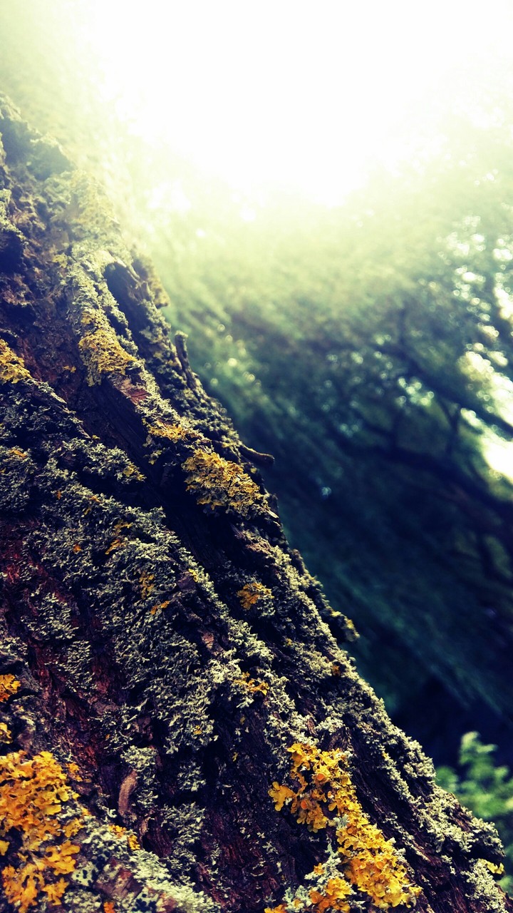 Lichen