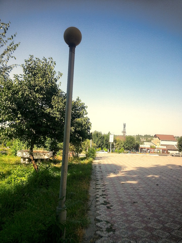 trees