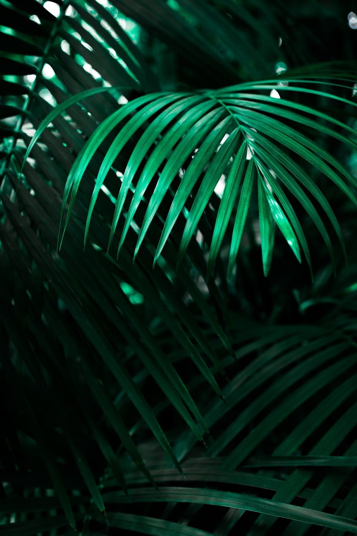 plants / green || растения / зелёный