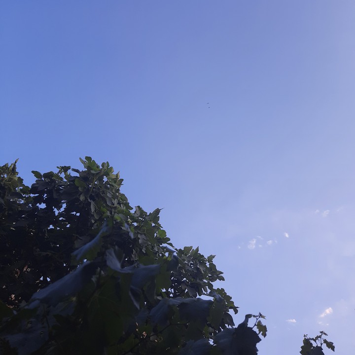 sky & tree