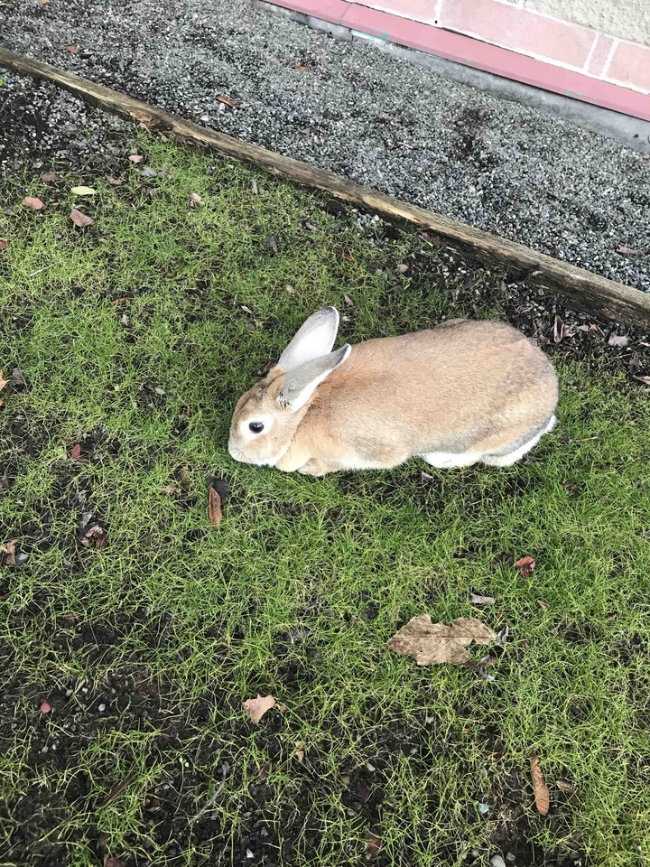 rabbit