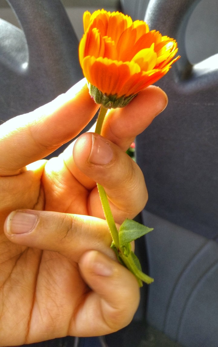 rose
