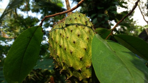 life good fruit