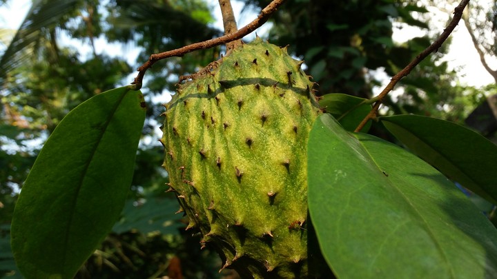 life good fruit