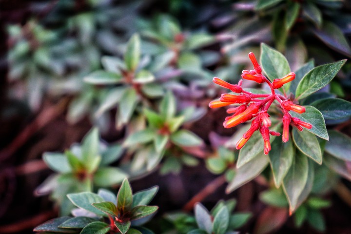 Nature beauty