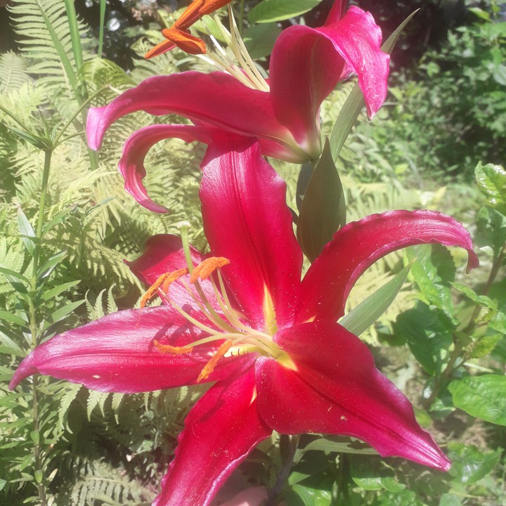 liliom