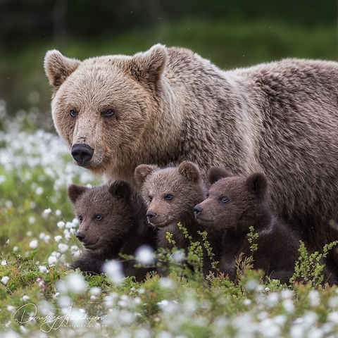 Bear, 眼睛桌布