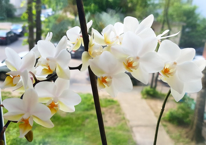 Orchid.