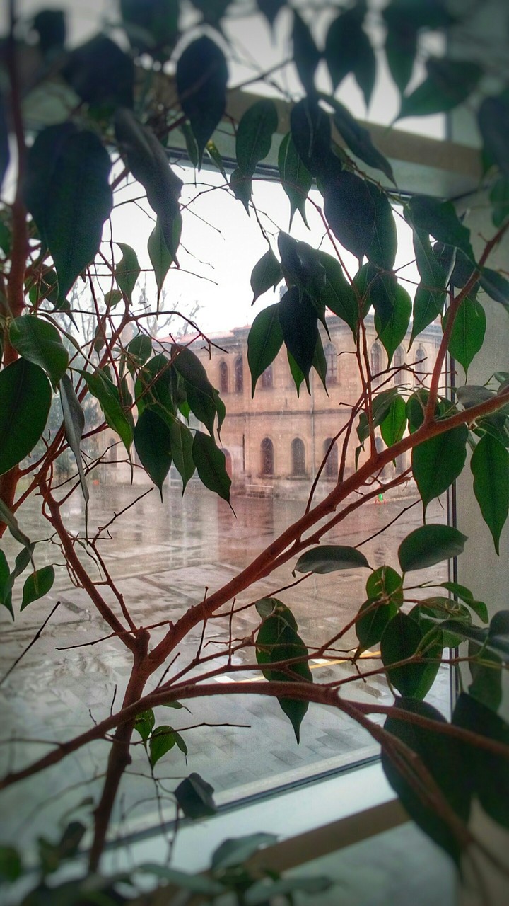 museum plant