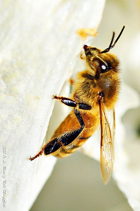 тапети invertebrate, eumenidae