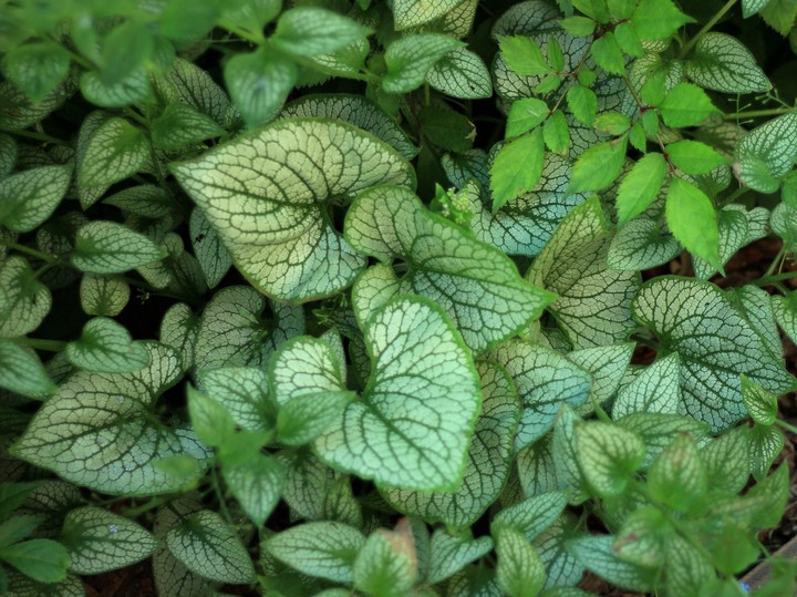 Beautiful leaves
