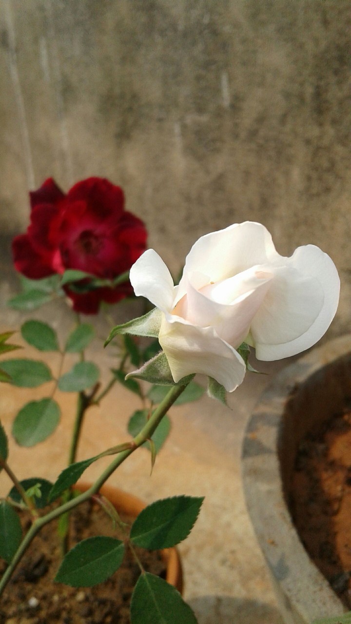 roses