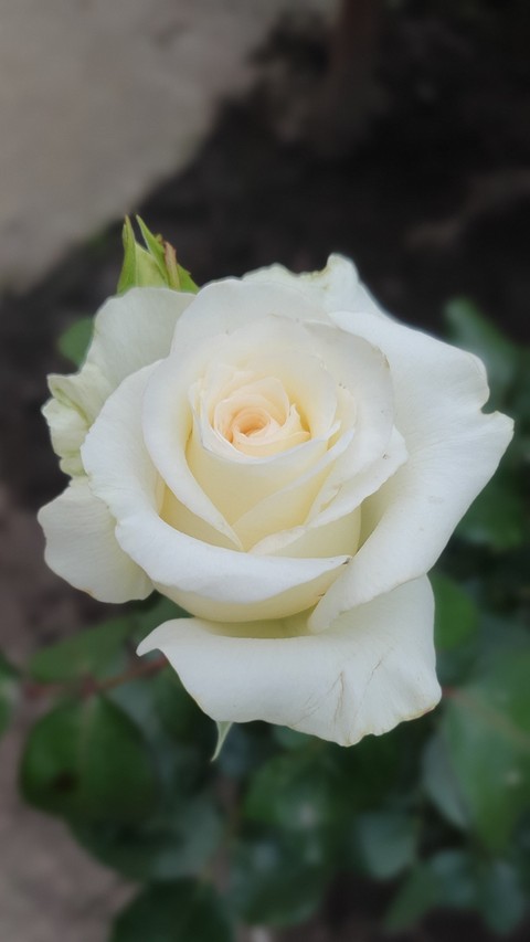 hình nền grass, rose