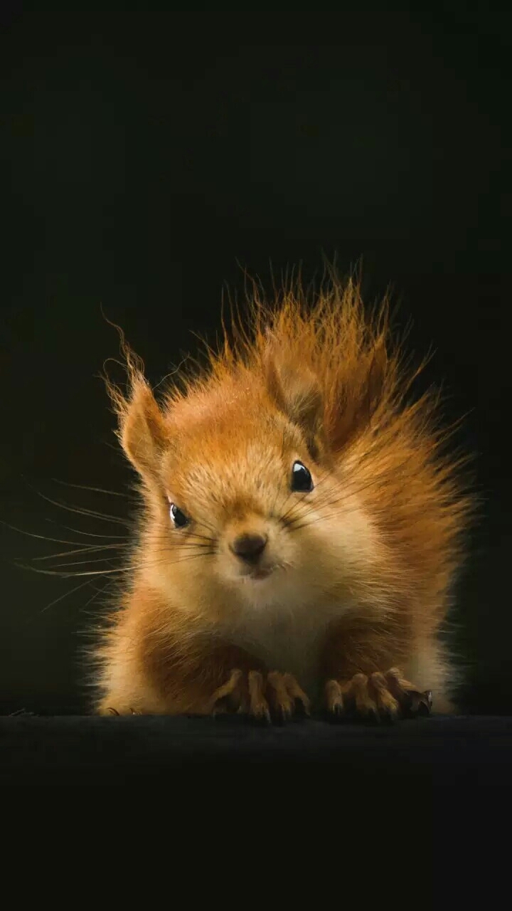 белка
