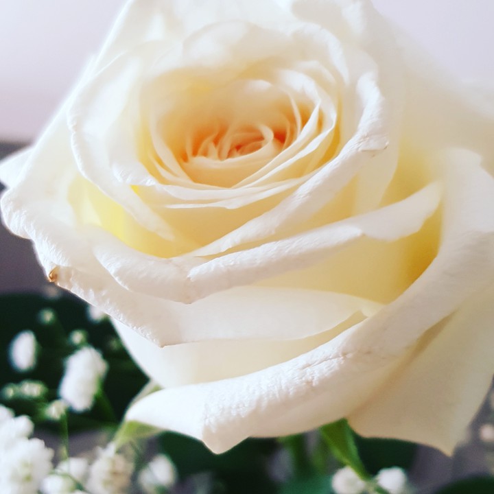 white rose