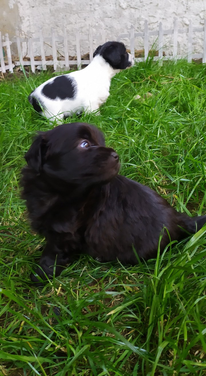 blacky