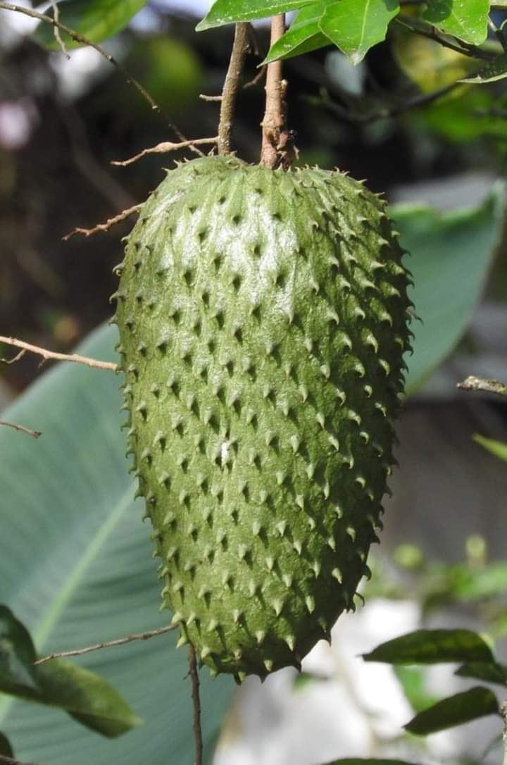 .