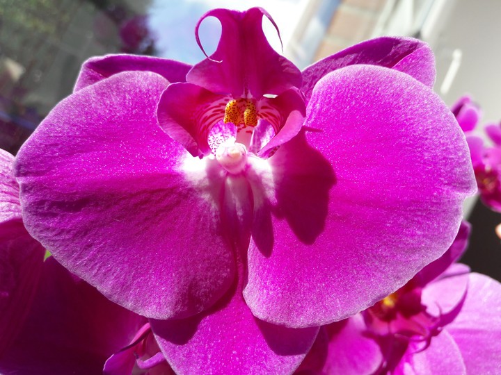 Orchideen