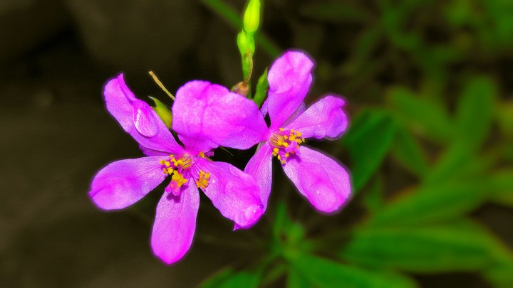 my garden
