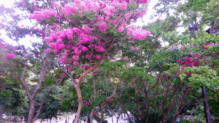 purple tree