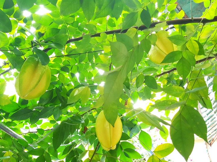 Quả khế