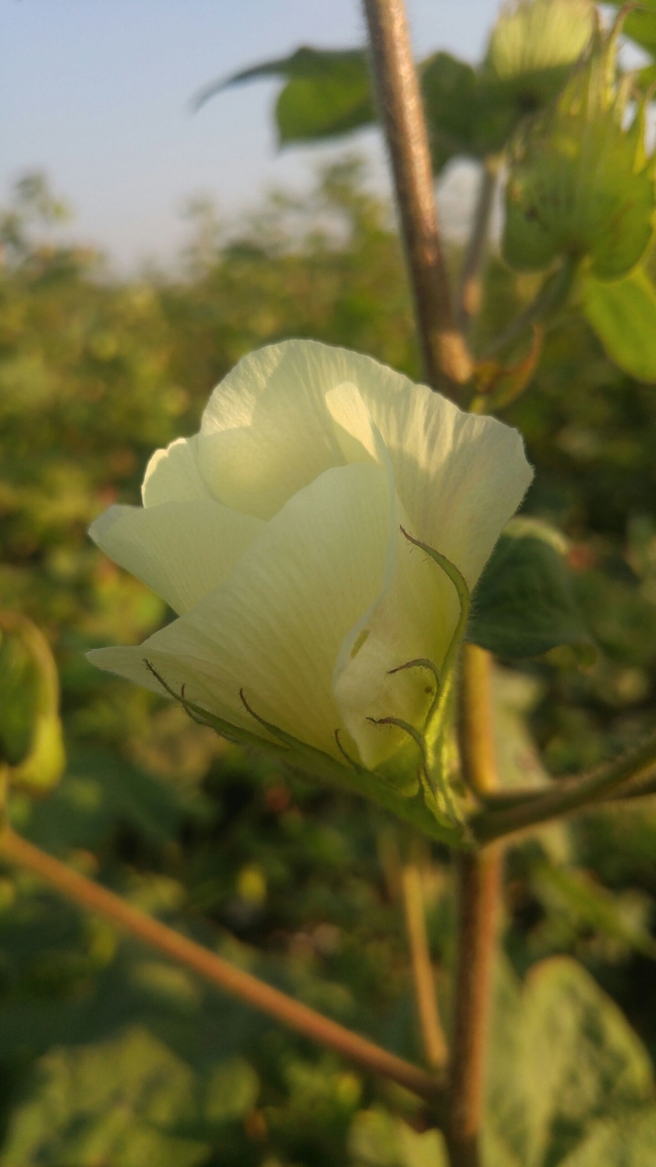 half white