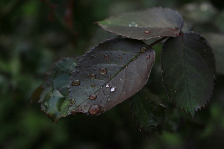 Raindrops on rose leaves
