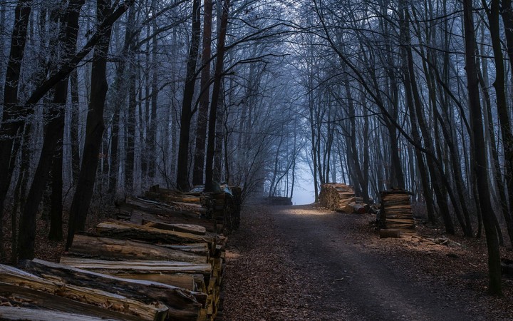 forest
