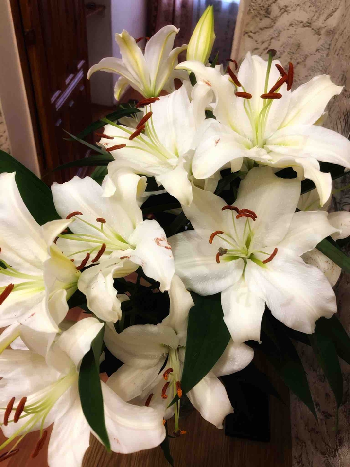 Lilies